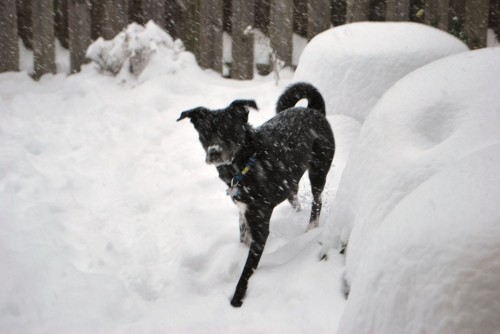 Tucker loving the snow!!!